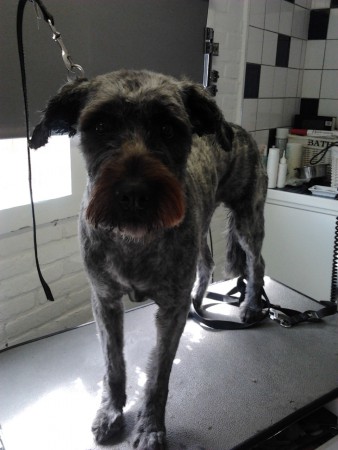 lizz   zomers  coupe